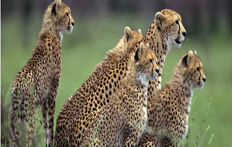 Bandipur Mudumalai Nagarhole 5days wildlife tour package from Chennai.